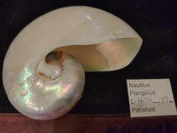 Наутилус Помпилиус "90-130мм" полирован