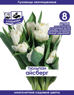 Тюльпан Луковица, Айсберг, 8+шт