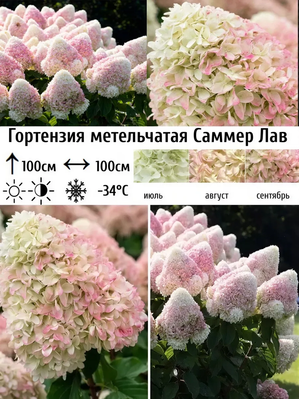 Саммер Лав гортензия метельчатая