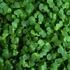 Пак Чой на корне (лоток) / 40 гр / РАСПРОДАЖА