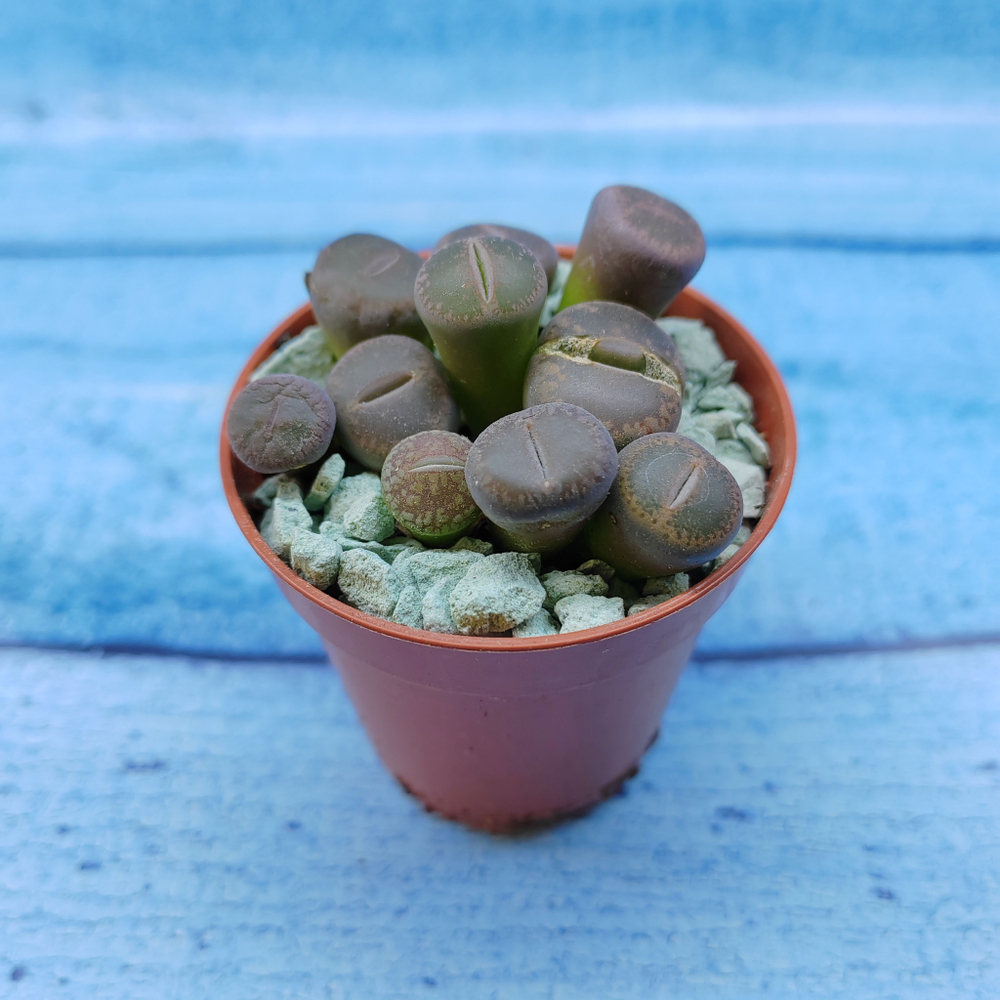 Lithops sp. (Литопсы)