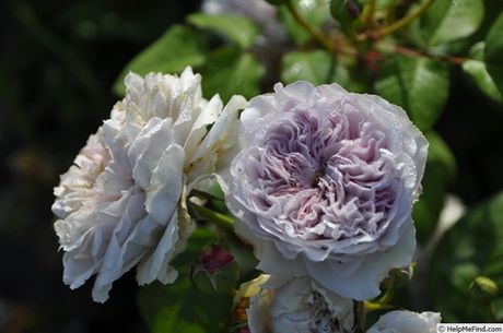 Колор Оф Юпитер (Color Of Jupiter)