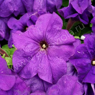 S60186 Петуния кустовая Grandiflora Limbo GP Mid-Blue 100 шт.