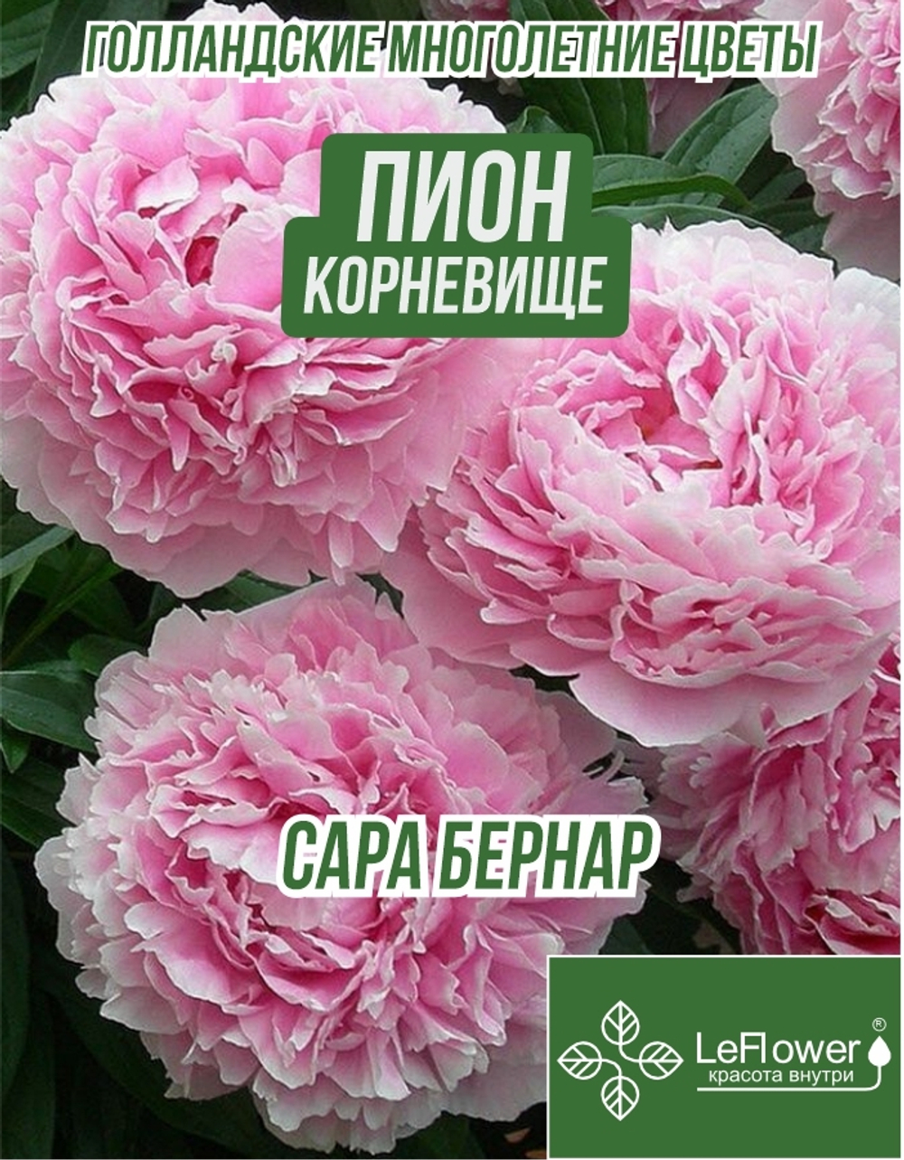 Пион Корневище, Сара Бернар, 1шт