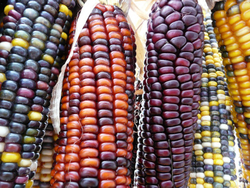 Цветная Кукуруза Ацтеков, Multicolor Aztec Corn