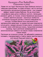 Каланхоэ Розовые бабочки