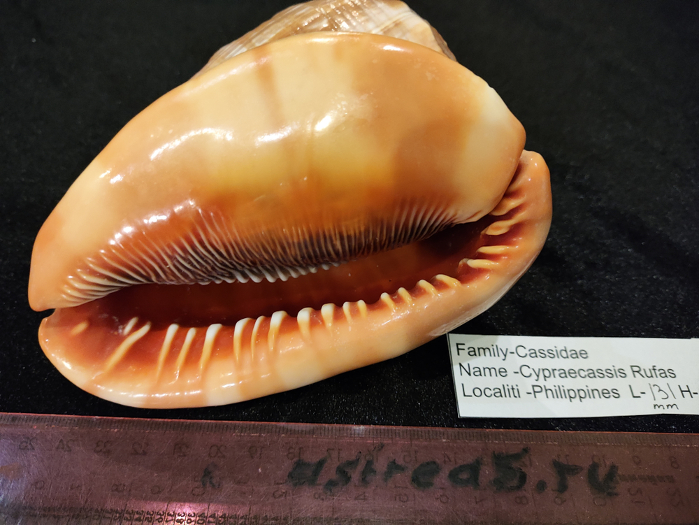 Ципреякассис Руфа 125-155мм