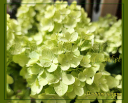 Гортензия метельчатая Петит Черри (Hydrangea paniculata "Petite Cherry")