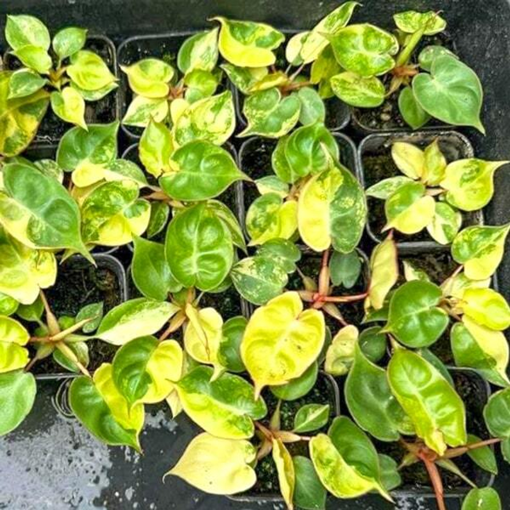 Филодендрон BILLIETIAE VAR TC (клон)