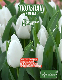 Тюльпан Луковица, Кобла, 5+шт