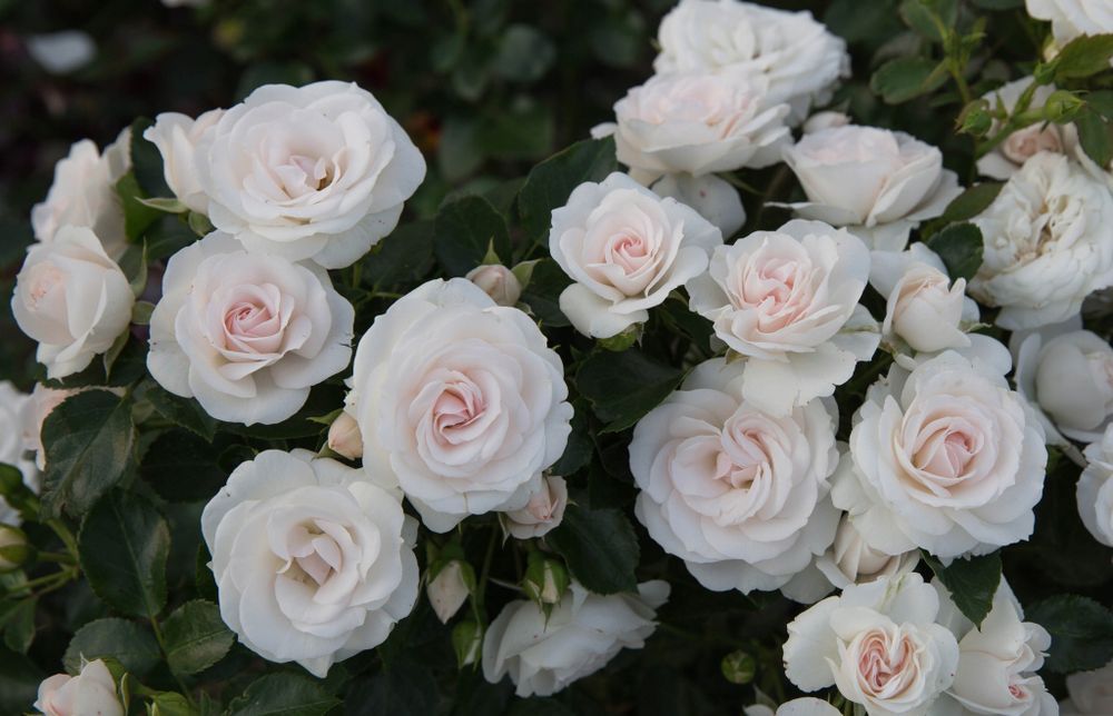 Аспирин Роуз (Aspirin Rose)