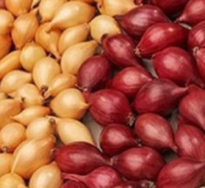 Лук-севок. Цена 0,5кг