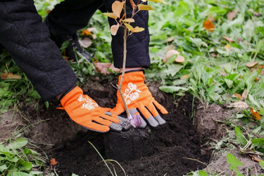 Весенняя или осенняя посадка: как выбрать идеальное время для саженцев в вашем регионе