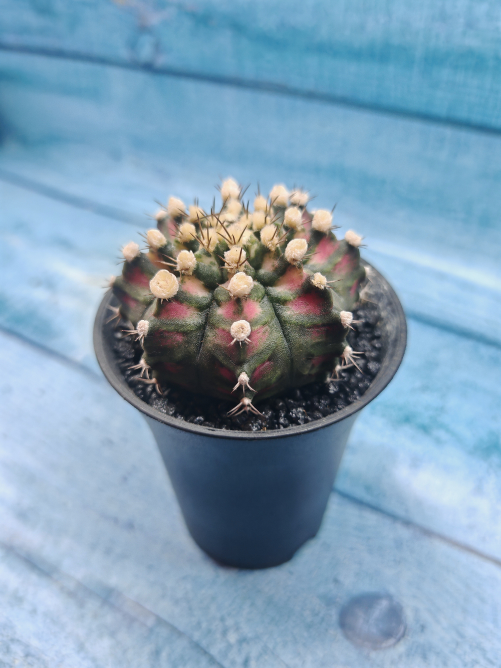Gymnocalycium T-Rex Pink hybride (Гимнокалициум T-rex)