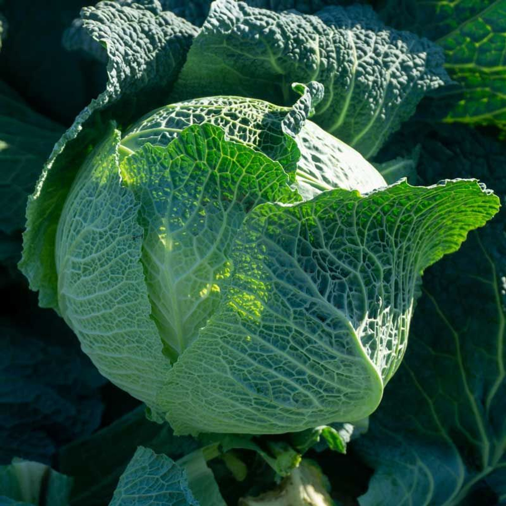 Капуста савойская Виратоба F1 (25шт)  Витагрин Профи