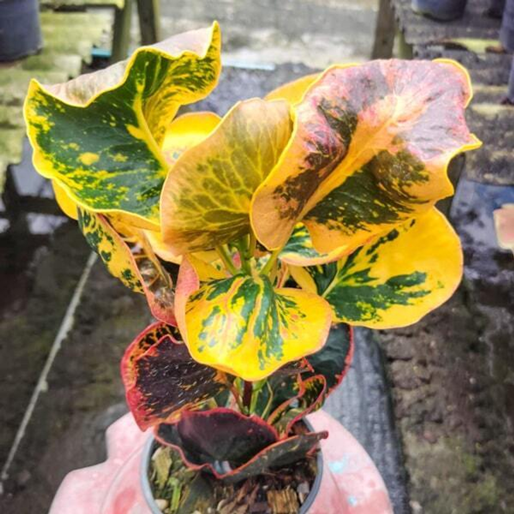 Кротон MANG MEE SAP