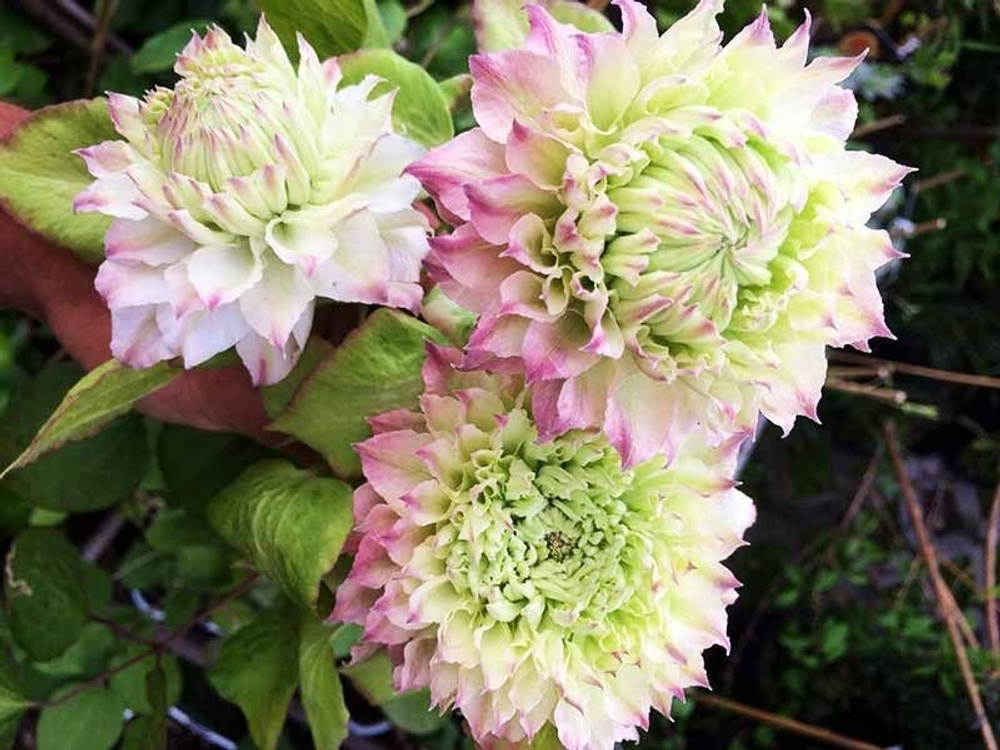 Клематис Midori(«Мидори») Стандарт поставки Р9