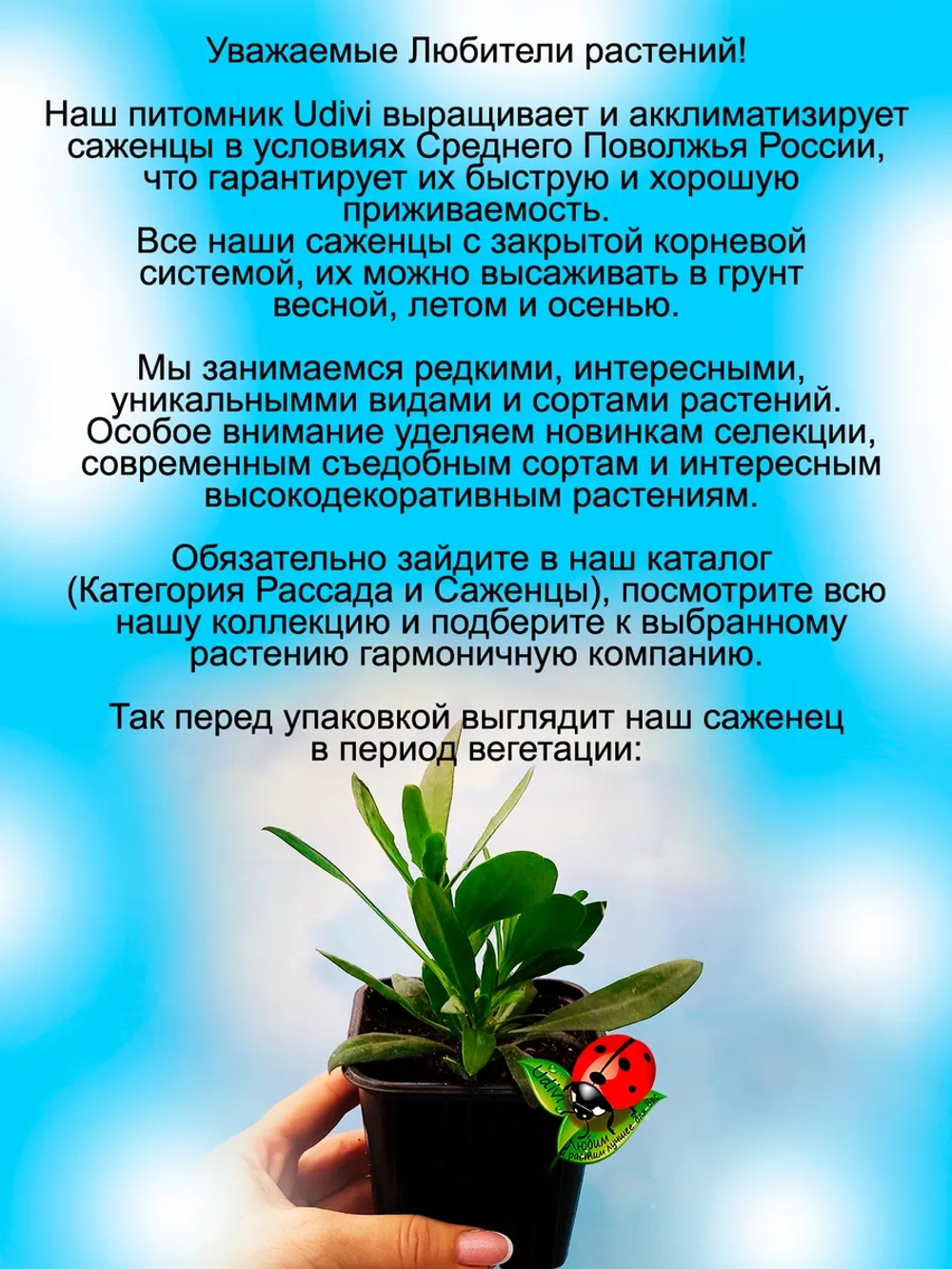 Остеоспермум Пурпурная ложка Маргариты