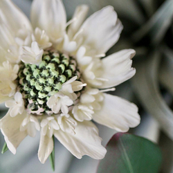 Тычинки белые мелкие для скабиозы, яблони, вишни