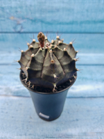 Gymnocalycium Mihanovichii black (Гимнокалициум)