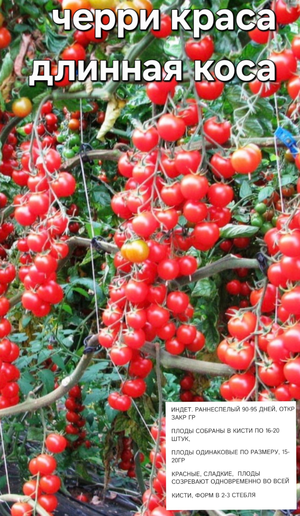РАССАДА ТОМАТОВ ЧЕРРИ КРАСА ДЛИННАЯ КОСА