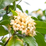 Фагрея душистая – Fagraea  fragrans
