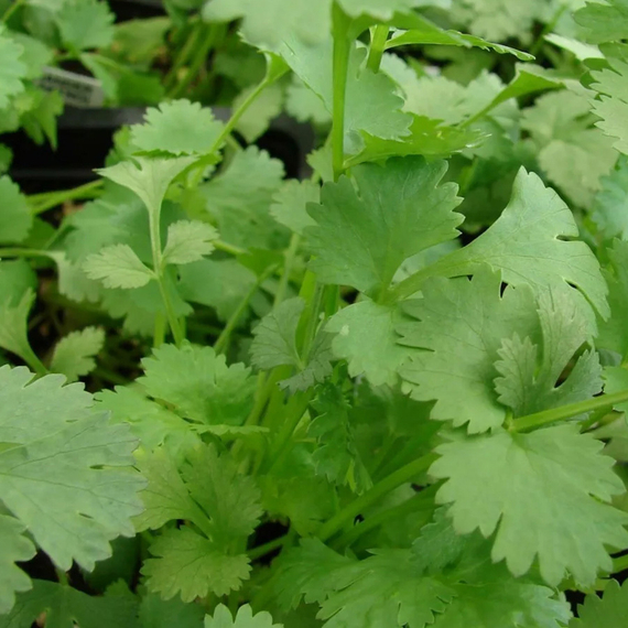 Санто семена кориандра (Sakata / ALEXAGRO) культура – фото 3