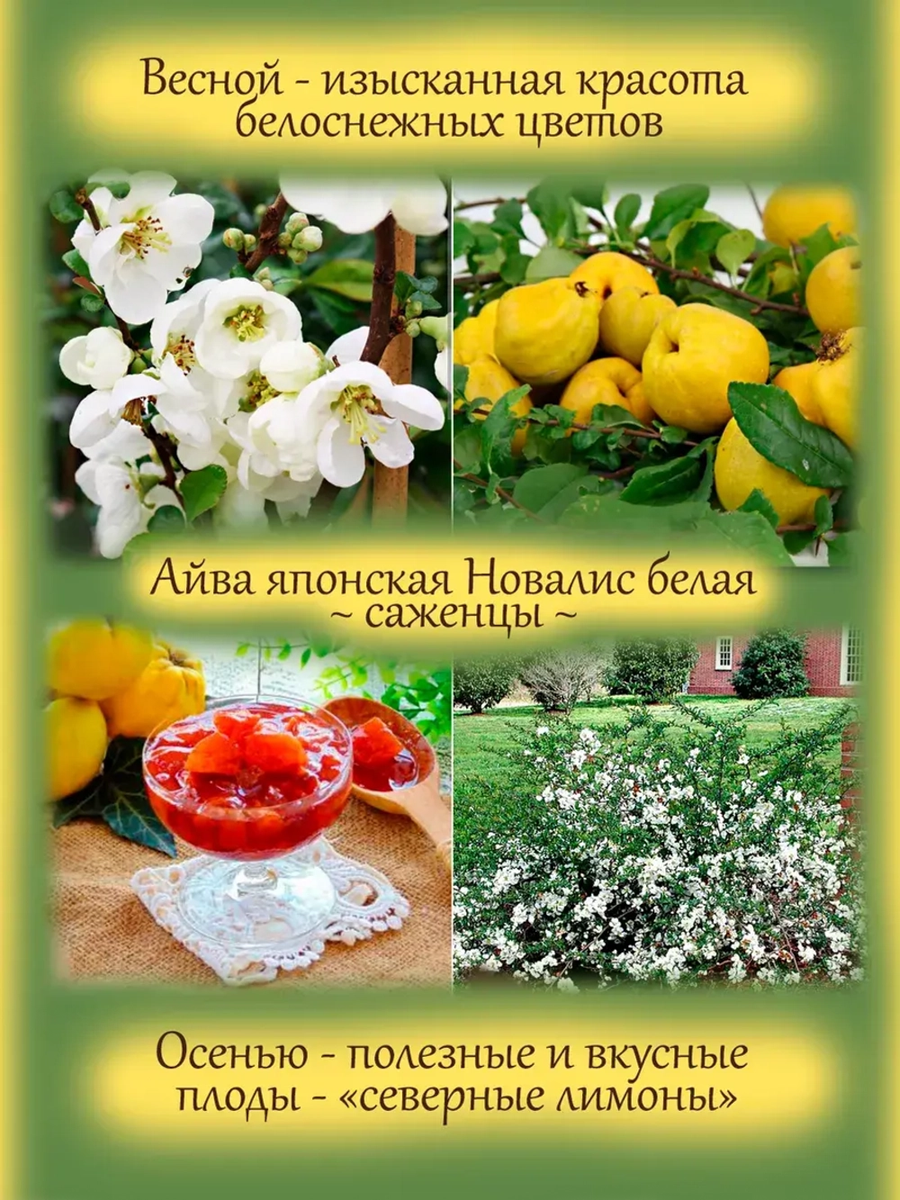 Айва Нивалис японская белая Хиномелес
