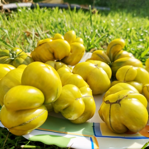 Помидоры - Второй Фила - Phil's Two Tomato