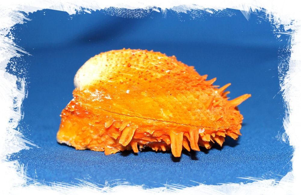 Спондилус Барбатус