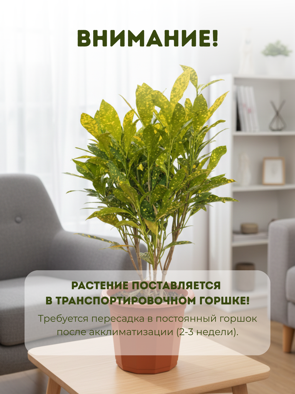 Фикус Бенджамина д.23