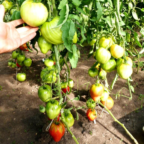 Помидоры Сердце Тибета