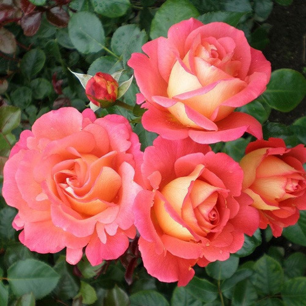 Роза чайно-гибридная Шанти