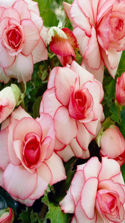 Бeгoния клубневая "ЖМ. Пикoти Baйт Рэд" 1шт, Нидерланды.