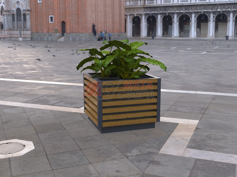 Вазон Кортен M