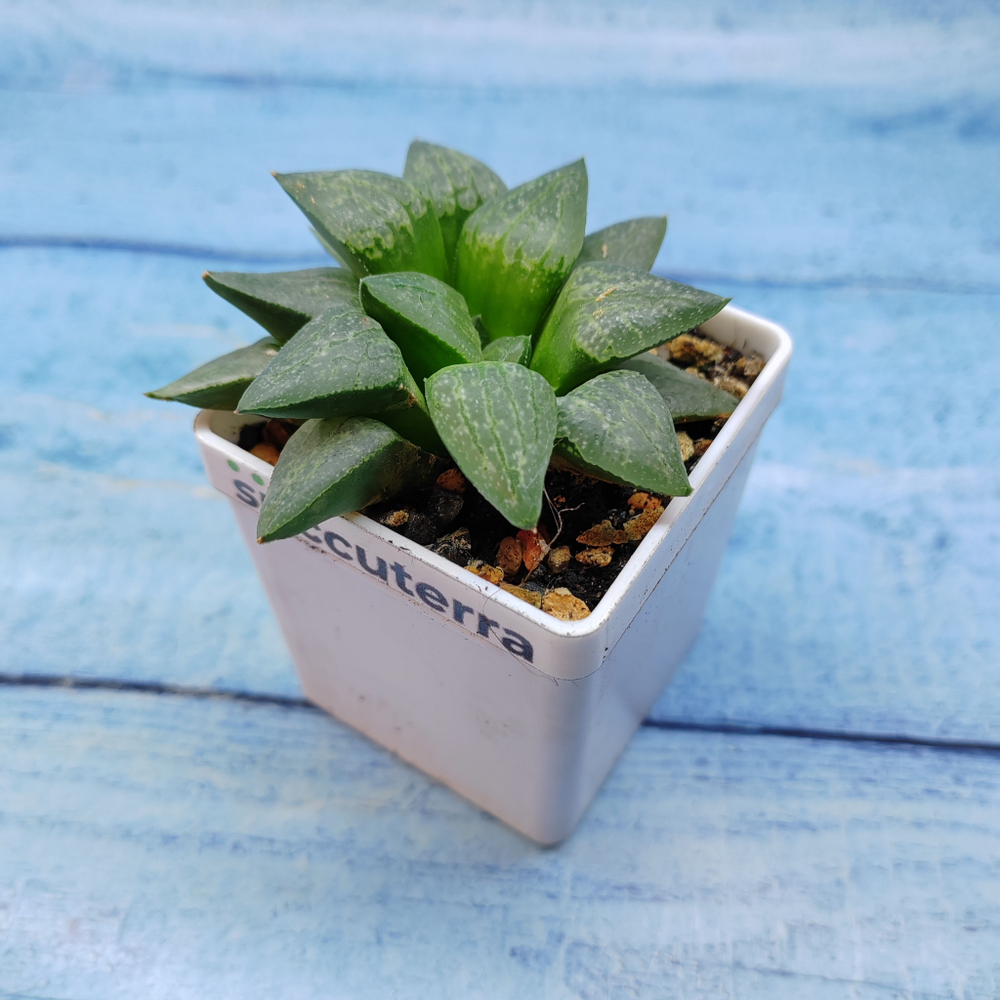 Haworthia Comptoniana Hybride hybrid (Хавортия)