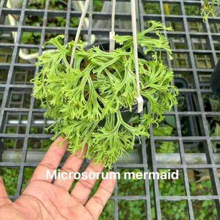 Микросорум M.MERMAID
