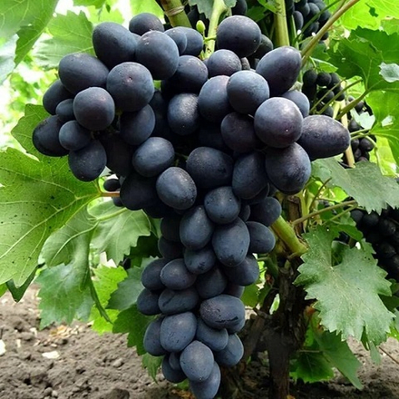 Виноград столовый ранний Забава