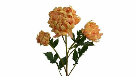 Хризантема Венский бал - Желтый