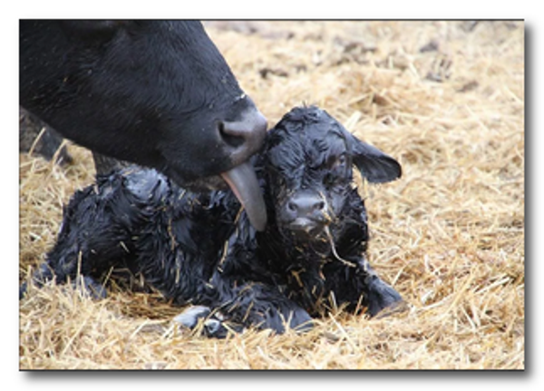 Ранняя диагностика стельности коров: ИХА vs УЗИ