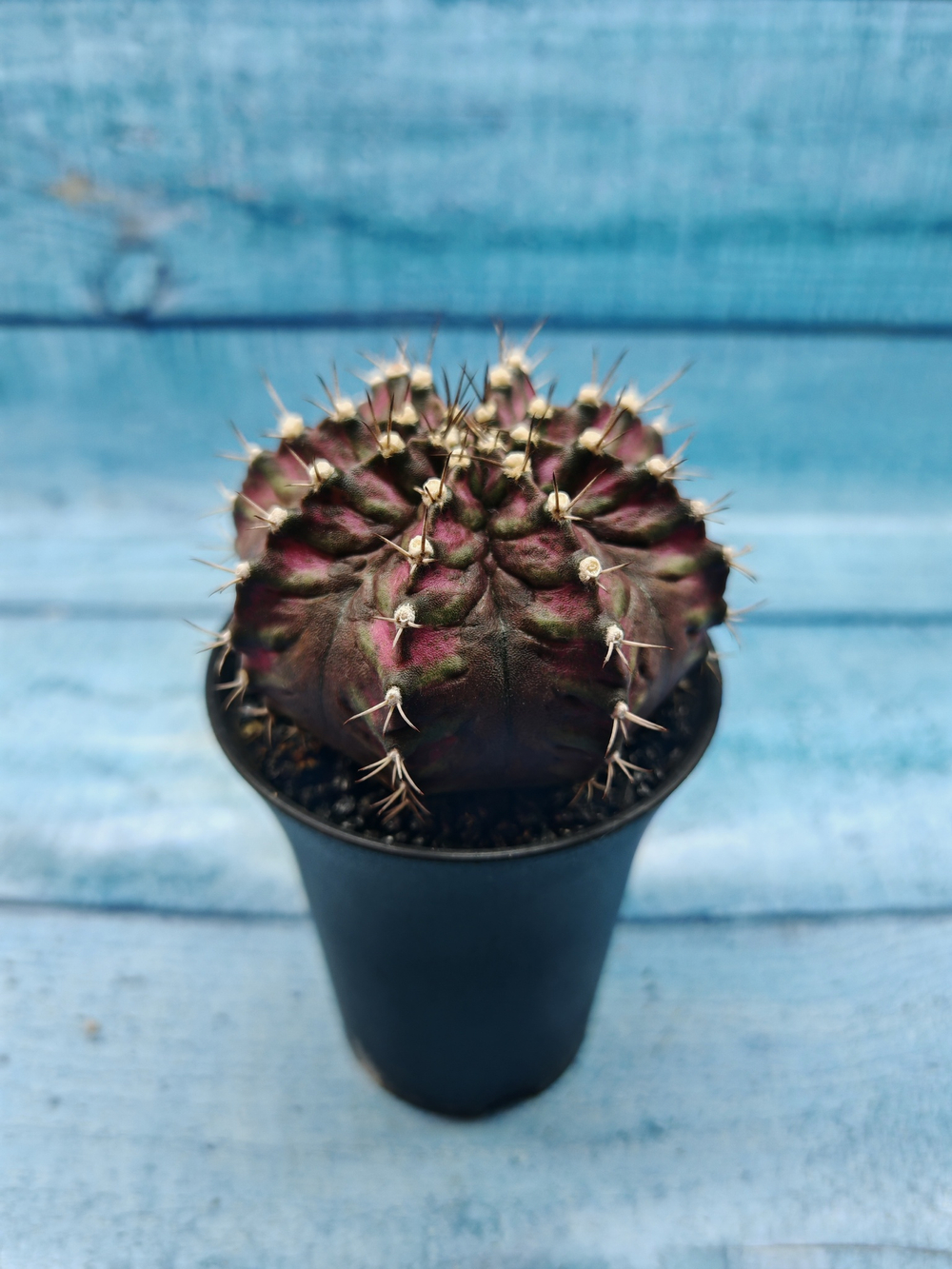 Gymnocalycium T-Rex Pink hybrid (Гимнокалициум T-rex)
