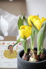 Первоцветы в бетонном кашпо с открыткой