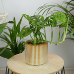 Монстера Аданстони 12/25