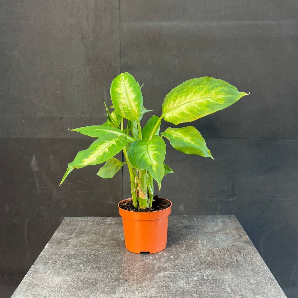 Диффенбахия (Dieffenbachia)