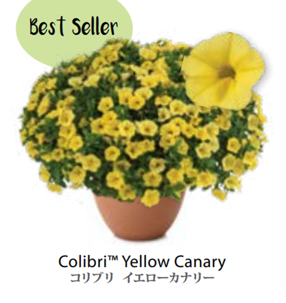 ЕВРО Calibrachoa Colibri Yellow Canary укорененный черенок ноябрь