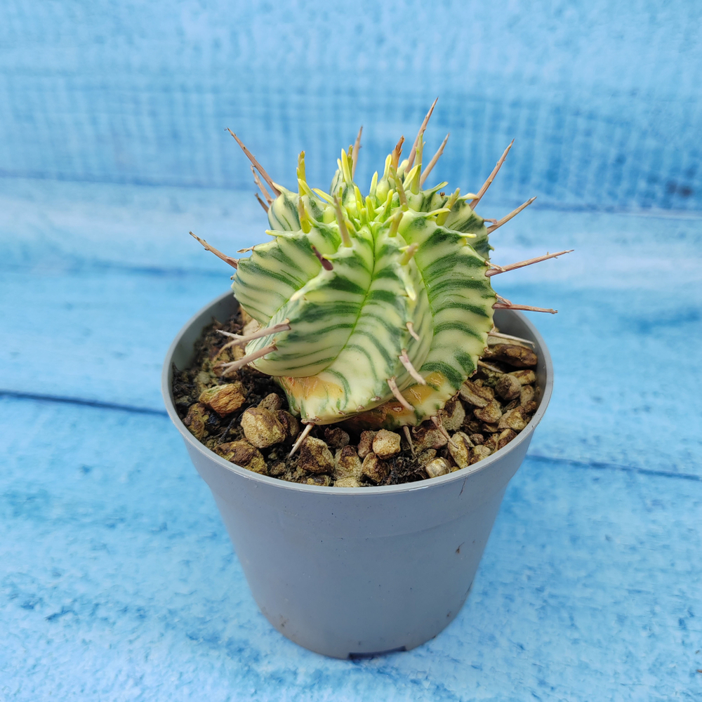Euphorbia meloformis f. Variegated (Эуфорбия вариегатная)