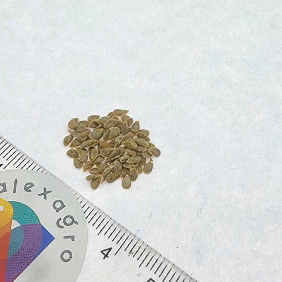 Семена томата Пинк Айди – фото 9