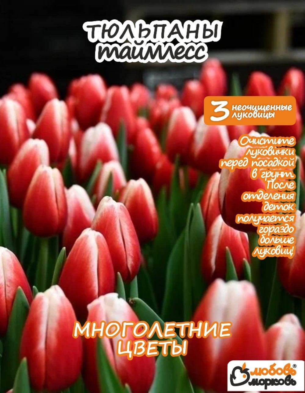 Тюльпан Луковица, Таймлесс, 3+шт неочищенные