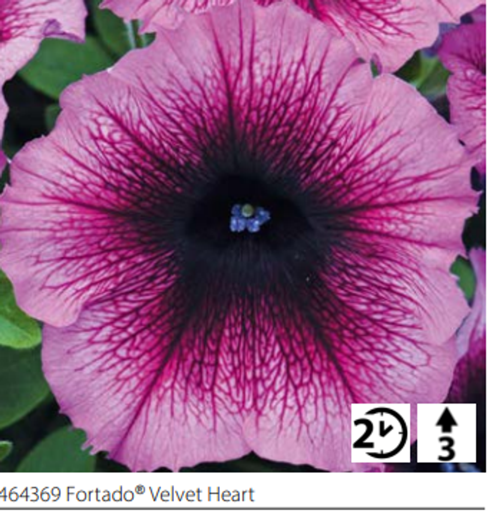 ЕВРО Петуния Fortado Velvet Heart укореннный черенок ОКС февраль 26 Volmary