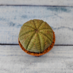 Euphoria Obesa (Эуфорбия)